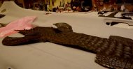 Dartz Prombon Black Alligator 2K17 Tuning 3 190x99