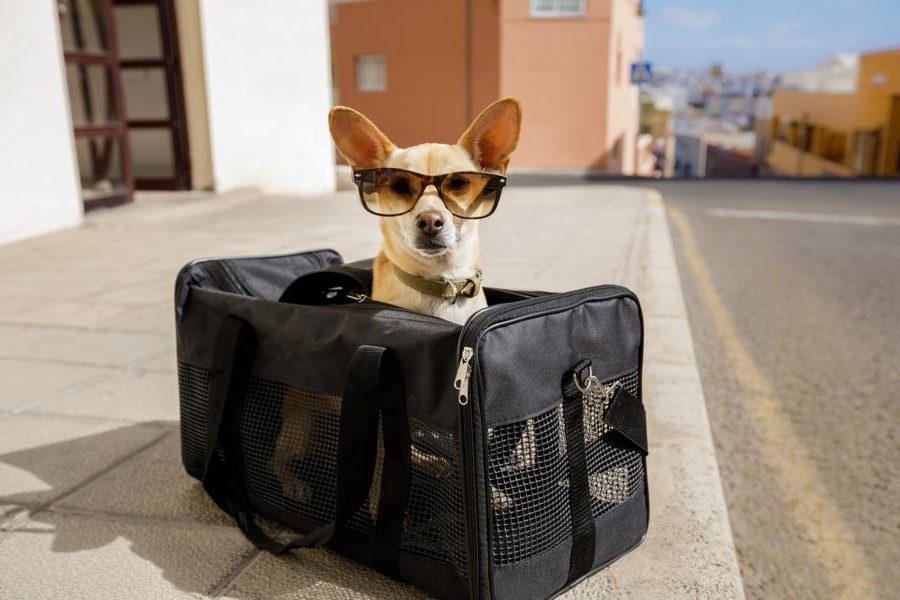 Seguridad para el amigo de cuatro patas: ¡la bolsa para mascotas del automóvil!