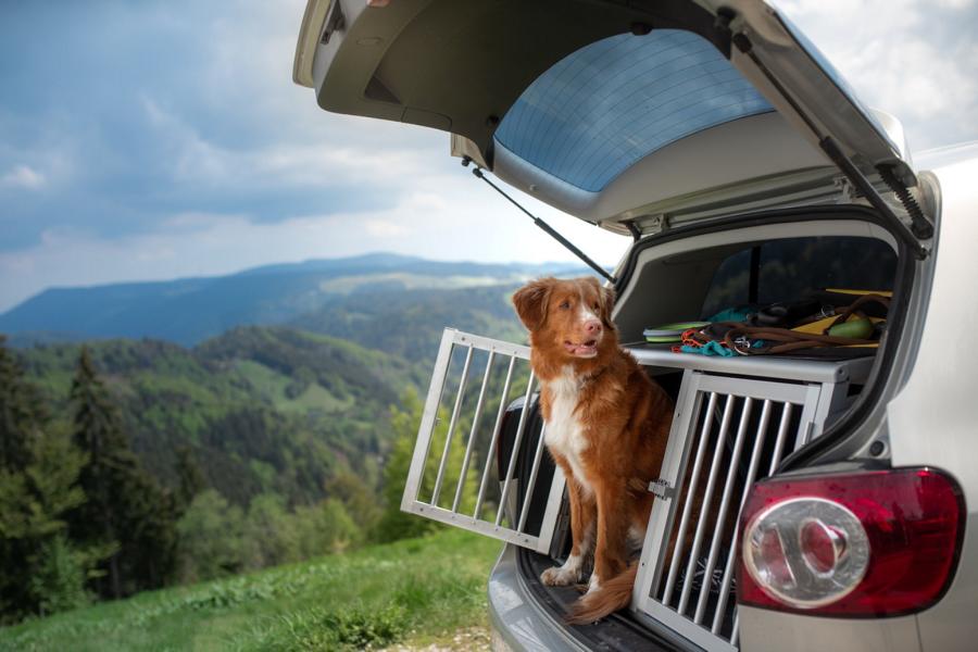 Transportbox für den Hund &#8211; die Vorteile und Nachteile!