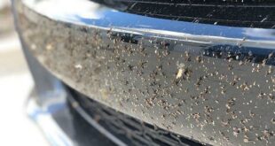 Frontschuerze insekten Insektenreiniger Anwendung e1607428218401 310x165 Das Fahrzeug verliert Öl   daran könnte es liegen!