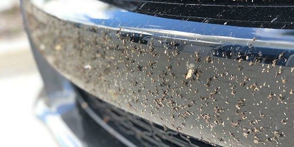 Frontschuerze insekten Insektenreiniger Anwendung e1607428218401 Tipp: So wird ein Insektenreiniger korrekt benutzt!