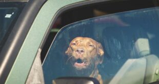 Hitze Auto sonne Tiere Kind eingeschlossen 310x165 Was, wenn Sie Kinder od. Tiere im aufgeheizten Auto sehen?