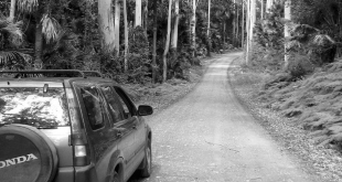 Permessa la guida su strade forestali o sterrate 1
