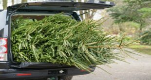 Tronc d'arbre de Noël drapeau rouge transport amende 310x165 Ce sont les nouvelles réglementations pour le réglage du véhicule!