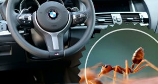 ameisen im auto entfernen saeubern Essensreste 2 310x165 Wie man Ameisen aus dem Auto bekommt!