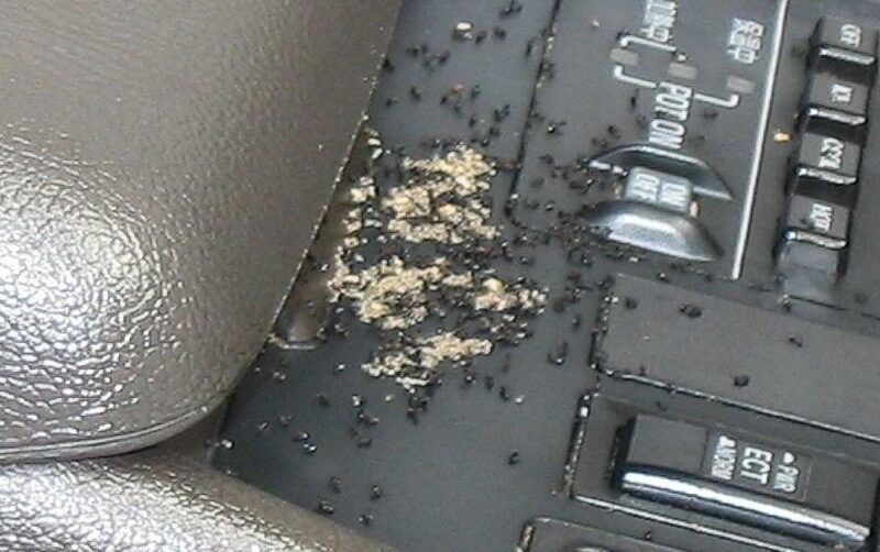 Remove ants from car cleaning E1646979926922