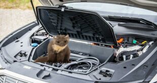 Marten damage: How you can protect your vehicle from it!