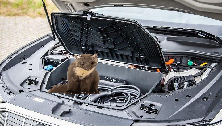 A bite from a marten often causes a total loss in an e-car!